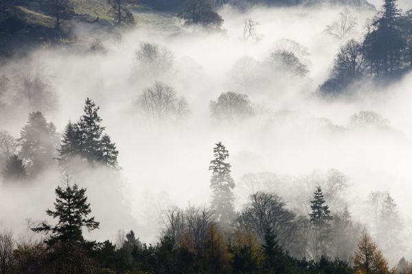 PHOTOWALL / Woodland Mist (e320144)