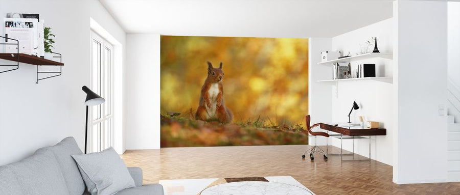 PHOTOWALL / Red Squirrel on Forest Floor (e320143)