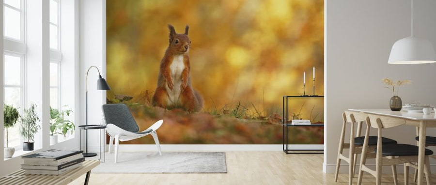 PHOTOWALL / Red Squirrel on Forest Floor (e320143)