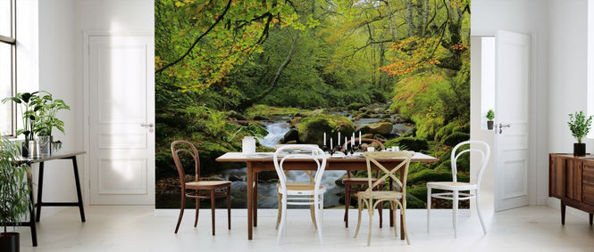 PHOTOWALL / River and Beech Woodland (e320145)