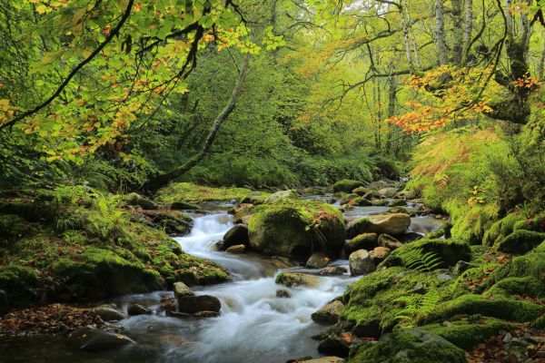 PHOTOWALL / River and Beech Woodland (e320145)