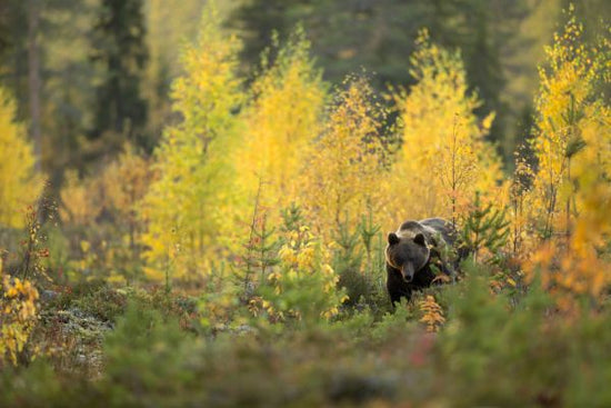 PHOTOWALL / Brown Bear in Autumn Forest (e320146)