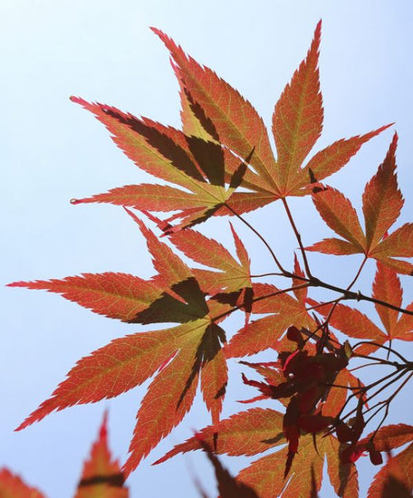 PHOTOWALL / Maple Leaves in Autumn (e320147)