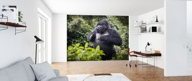 PHOTOWALL / Mountain Forilla Blackback (e320148)