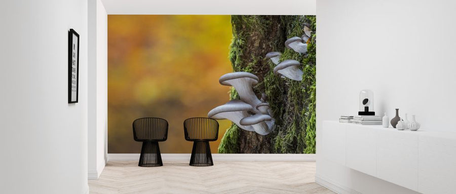 PHOTOWALL / Oyster Mushroom on Tree Trunk (e320149)