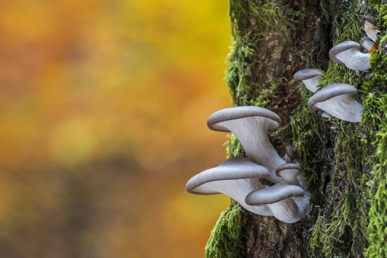 PHOTOWALL / Oyster Mushroom on Tree Trunk (e320149)