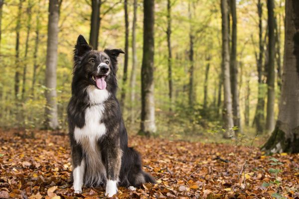 PHOTOWALL / Dog in Beech Woodland (e320150)