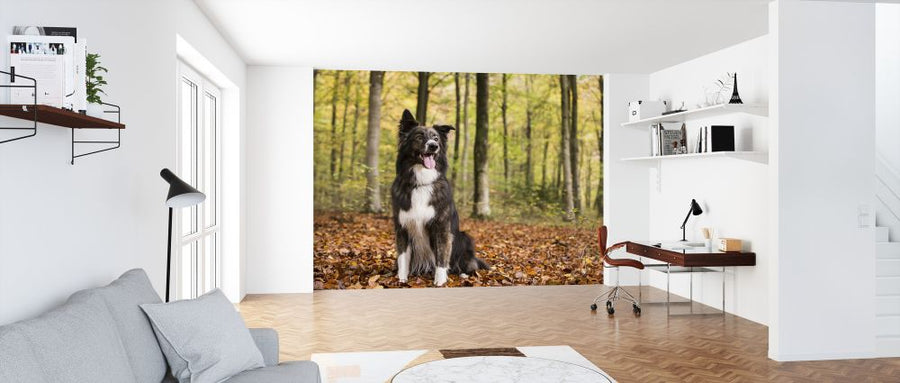 PHOTOWALL / Dog in Beech Woodland (e320150)