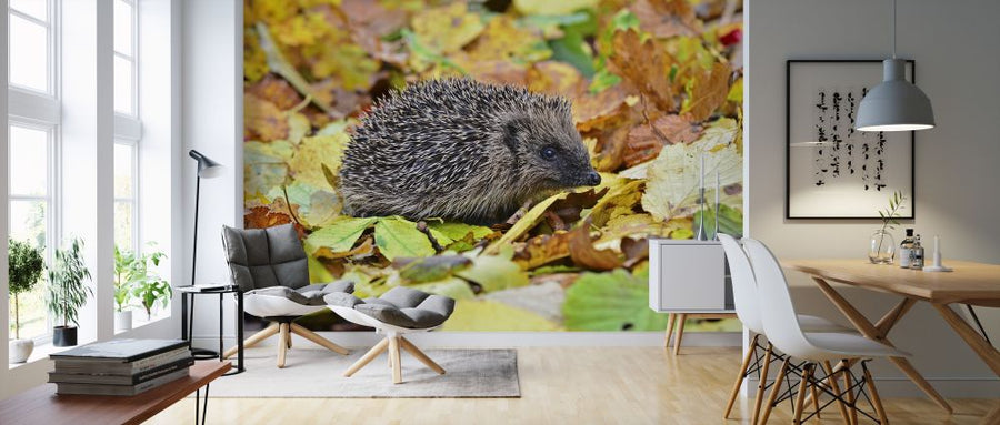 PHOTOWALL / Hedgehog in Autumn Leaves (e320151)