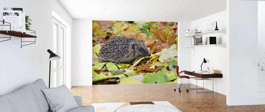 PHOTOWALL / Hedgehog in Autumn Leaves (e320151)