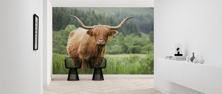 PHOTOWALL / Highland Cattle (e320152)
