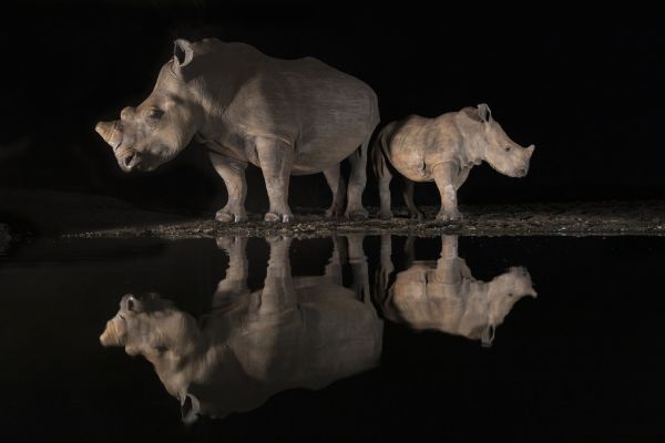 PHOTOWALL / Rhino Reflection in Waterhole (e320153)