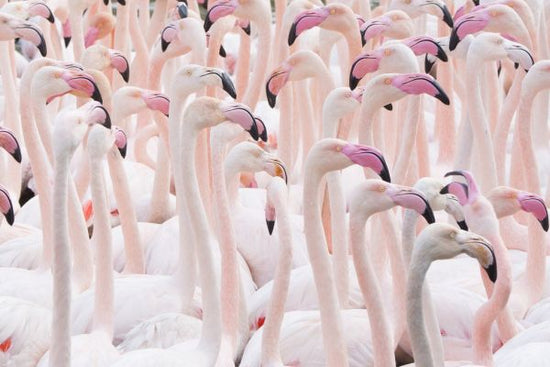 PHOTOWALL / Greater Flamingo Flock (e320154)