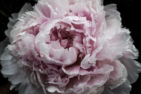 PHOTOWALL / Pink Peony Passion (e320484)