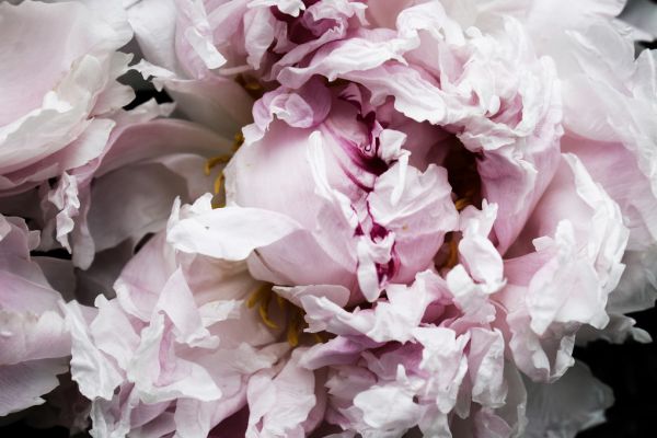 PHOTOWALL / Pink Peony Passion II (e320485)