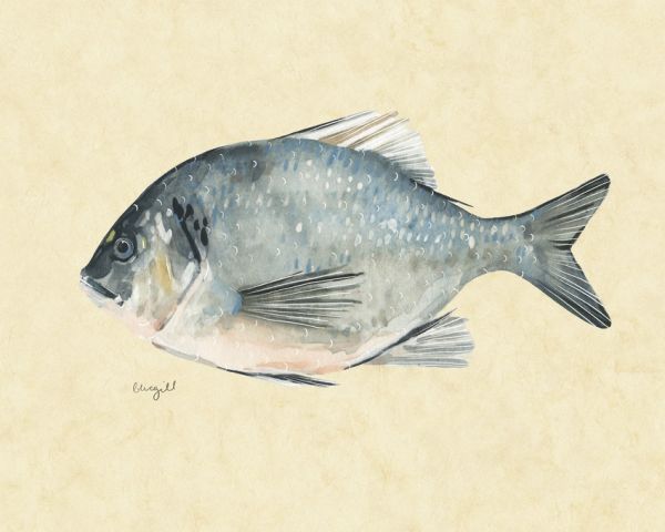 PHOTOWALL / Catch of the Day (e320455)