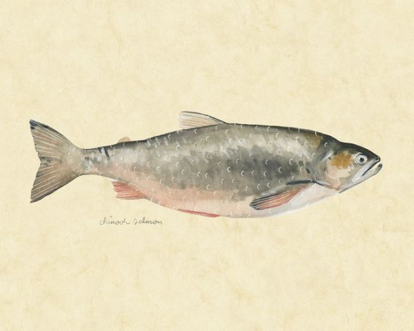 PHOTOWALL / Catch of the Day II (e320456)