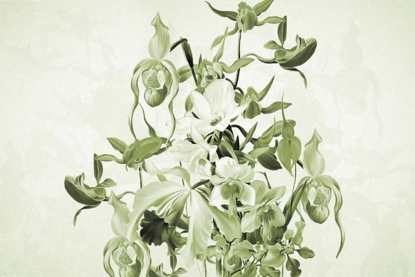 PHOTOWALL / Blooming Orchids - Green (e322838)