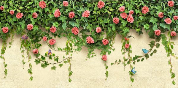 PHOTOWALL / Roses on the Wall (e323060)