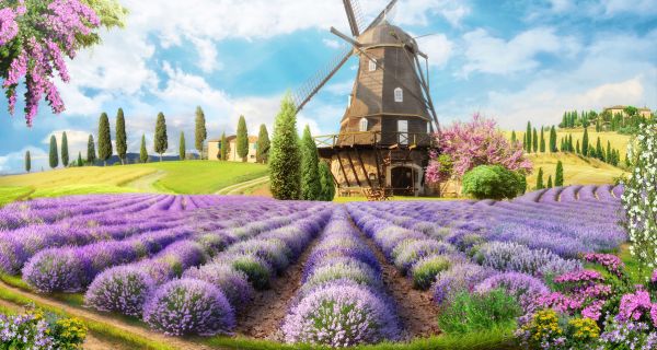PHOTOWALL / Lavender Field (e323073)