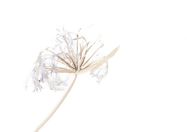 PHOTOWALL / Agapanthus (e323677)