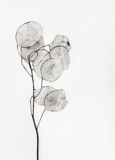 PHOTOWALL / Silverpenningar (e323685)