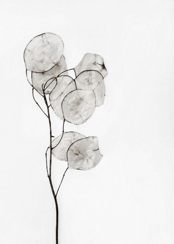 PHOTOWALL / Silverpenningar (e323685)