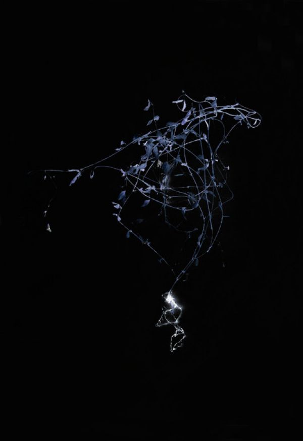 PHOTOWALL / Sweet pea tangling (e323686)