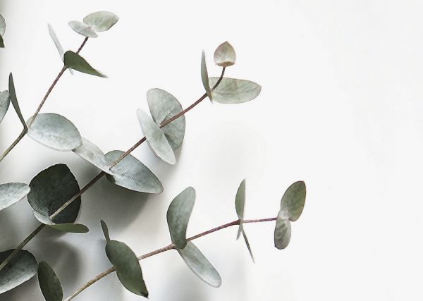 PHOTOWALL / Eucalyptus (e324139)