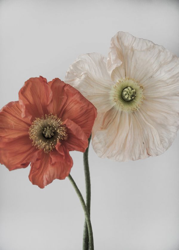 PHOTOWALL / Vallmo 3 (e324146)