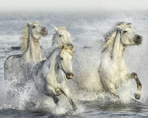 PHOTOWALL / Galloping Horses (e324188)