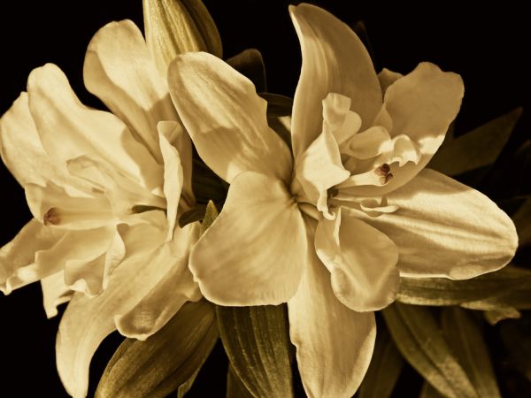 PHOTOWALL / Yvoire Flower (e320236)