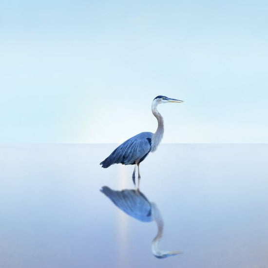 PHOTOWALL / Beachscape Heron (e321324)