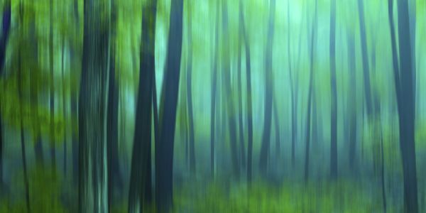 PHOTOWALL / Harriman Woods (e321328)