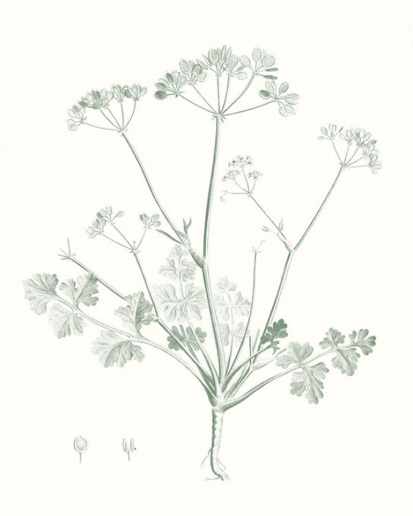 PHOTOWALL / Botanical Study in Sage (e321370)