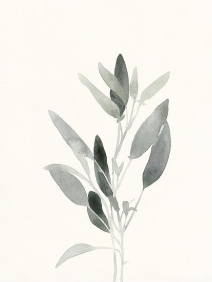 PHOTOWALL / Delicate Sage Botanical II (e321391)