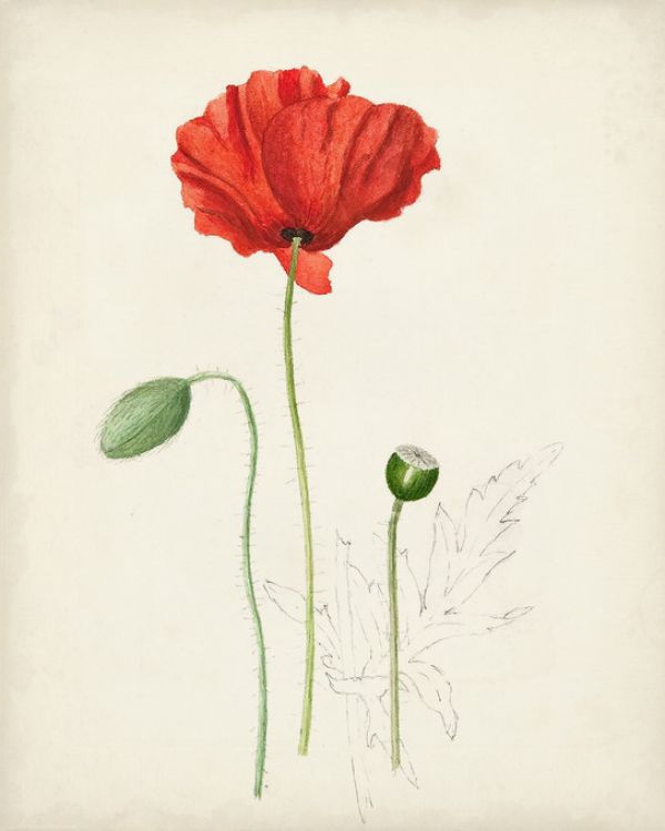 PHOTOWALL / Watercolor Botanical Sketches (e321408)