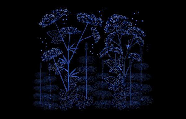 PHOTOWALL / Ground Elder Night (e325454)