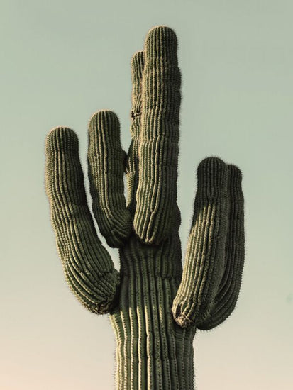 PHOTOWALL / Green Cactus (e323407)