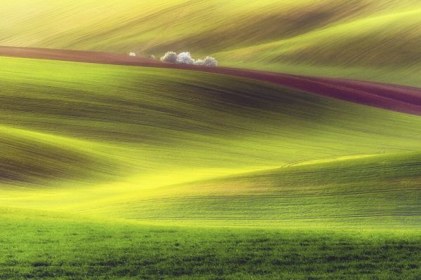 PHOTOWALL / Golden Fields (e323638)