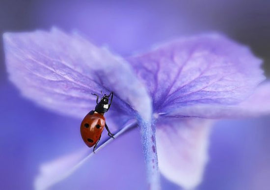 PHOTOWALL / Ladybird on Purple Hydrangea (e323649)