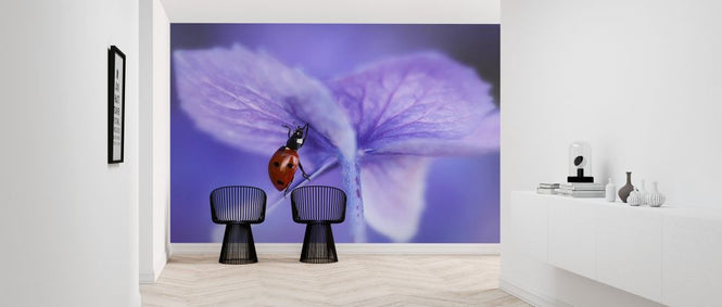 PHOTOWALL / Ladybird on Purple Hydrangea (e323649)