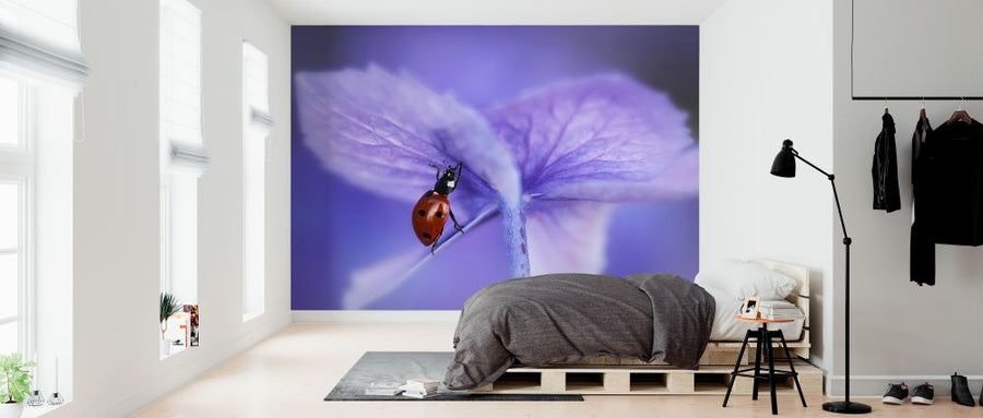 PHOTOWALL / Ladybird on Purple Hydrangea (e323649)