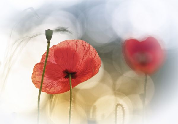 PHOTOWALL / Morning Poppies (e323660)