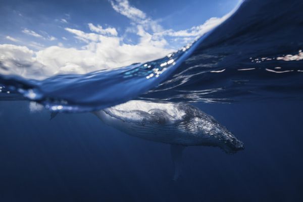 PHOTOWALL / Humpback Whale and the Sky (e323667)