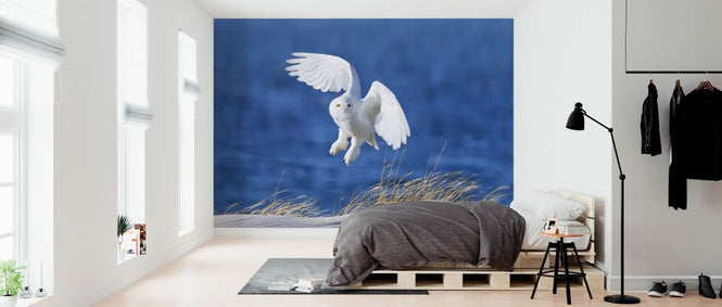 PHOTOWALL / White Spirit Demon (e323727)