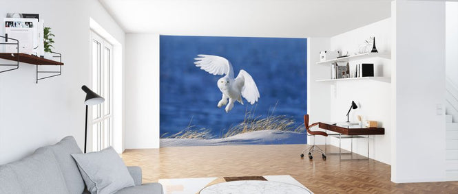 PHOTOWALL / White Spirit Demon (e323727)
