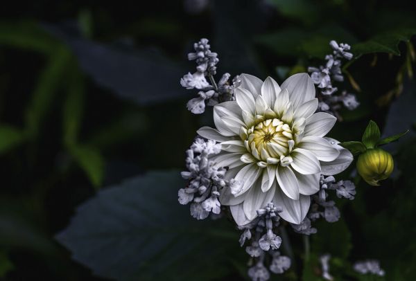 PHOTOWALL / Dahlia Flower (e323736)