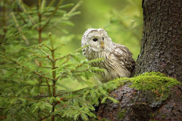 PHOTOWALL / Ural Owl (e323744)