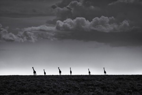 PHOTOWALL / Six Giraffes (e323760)